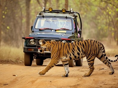 Jungle Safari